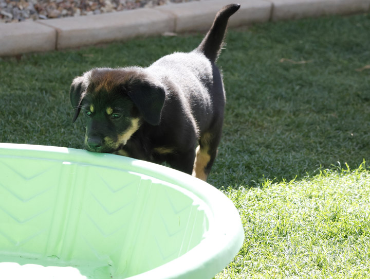 chinook dog